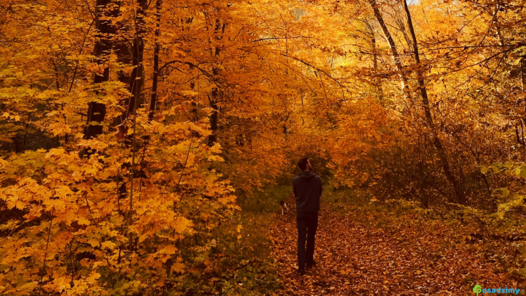 Spacer w jesiennym lesie