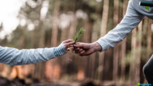CSR w Twojej firmie – 7 sposobów na wykorzystanie sadzenia drzew